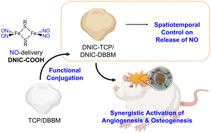 Graphical abstract: Conjugation of bone grafts with NO-delivery dinitrosyl iron complexes promotes synergistic osteogenesis and angiogenesis in rat calvaria bone defects