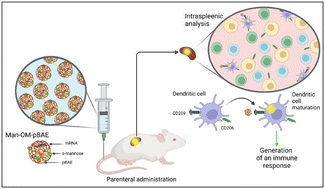Graphical abstract: Novel α-mannose-functionalized poly(β-amino ester) nanoparticles as mRNA vaccines with increased antigen presenting cell selectivity in the spleen