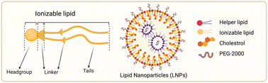 Graphical abstract: Rational design and combinatorial chemistry of ionizable lipids for RNA delivery
