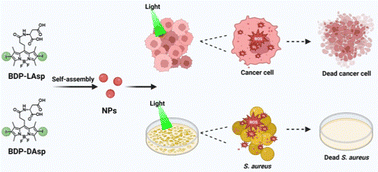 Graphical abstract: Chiral amino acid modified boron-dipyrromethene nanoparticles with different photodynamic activities