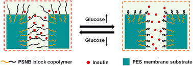 Graphical abstract: Glucose-sensitive poly(ether sulfone) composite membranes blended with phenylboronic acid-based amphiphilic block copolymer for self-regulated insulin release