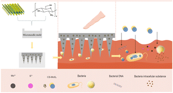Graphical abstract: Investigation of the antibacterial properties of hyaluronic acid microneedles based on chitosan and MoS2