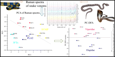 Graphical abstract: Differentiation of snake venom using Raman spectroscopic analysis