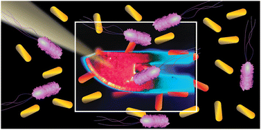 Graphical abstract: White light thermoplasmonic activated gold nanorod arrays enable the photo-thermal disinfection of medical tools from bacterial contamination