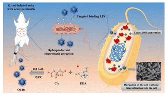 Graphical abstract: Quaternized carbon dots with enhanced antimicrobial ability towards Gram-negative bacteria for the treatment of acute peritonitis caused by E. coli