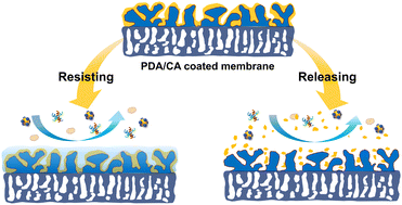 Graphical abstract: Biomimetic redox-responsive smart coatings with resistance-release functions for reverse osmosis membranes