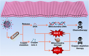 Graphical abstract: Smart design of a therapeutic nanoplatform for mitochondria-targeted copper-depletion therapy combined with chemotherapy