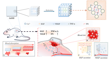 Graphical abstract: 3D printing-mediated microporous starch hydrogels for wound hemostasis