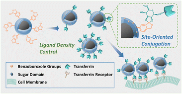 Graphical abstract: Design and investigation of targeting agent orientation and density on nanoparticles for enhancing cellular uptake efficiency