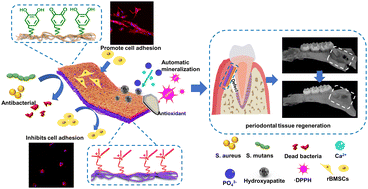 Graphical abstract: Janus functional electrospun polyurethane fibrous membranes for periodontal tissue regeneration