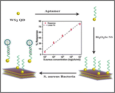 Graphical abstract: Fast detection of Staphylococcus aureus using thiol-functionalized WS2 quantum dots and Bi2O2Se nanosheets hybrid through a fluorescence recovery mechanism