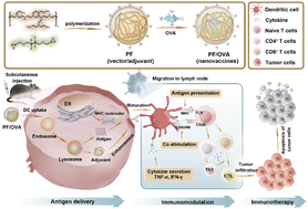 Graphical abstract: A novel fluoropolymer as a protein delivery vector with robust adjuvant effect for cancer immunotherapy