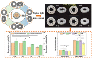 Graphical abstract: Design and fabrication of biomimicking radially graded scaffolds via digital light processing 3D printing for bone regeneration