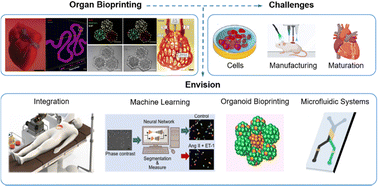 Graphical abstract: Organ bioprinting: progress, challenges and outlook