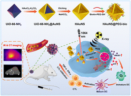 Graphical abstract: Biotin-decorated hollow gold nanoshells for dual-modal imaging-guided NIR-II photothermal and radiosensitizing therapy toward breast cancer