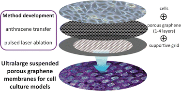Graphical abstract: Ultralarge suspended and perforated graphene membranes for cell culture applications