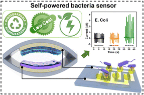 Graphical abstract: Carbohydrate–protein interaction-based detection of pathogenic bacteria using a biodegradable self-powered biosensor