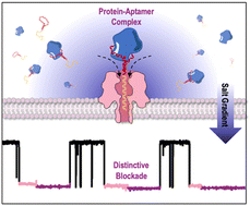 Graphical abstract: An aptamer-assisted nanopore strategy with a salt gradient for direct protein sensing