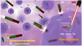 Graphical abstract: Ultrasound-propelled nanomotors for efficient cancer cell ferroptosis