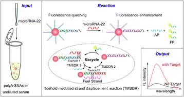 Graphical abstract: A fuel-initiated DNA molecular machine for microRNA detection in serum via poly-adenine-mediated spherical nucleic acids