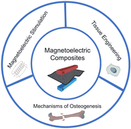 Graphical abstract: Advances in magnetoelectric composites for promoting bone regeneration: a review