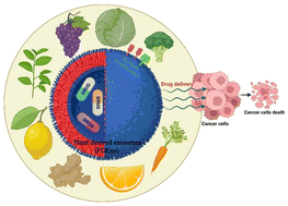 Graphical abstract: Plant-derived exosomes: a green approach for cancer drug delivery