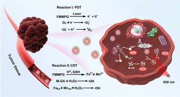 Graphical abstract: Optimized silicate nanozymes with atomically incorporated iron and manganese for intratumoral coordination-enhanced once-for-all catalytic therapy