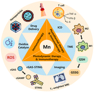 Graphical abstract: Manganese-based nanomaterials promote synergistic photo-immunotherapy: green synthesis, underlying mechanisms, and multiple applications