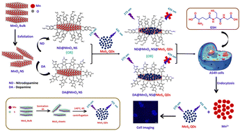 Graphical abstract: Nitrodopamine modified MnO2 NS-MoS2QDs hybrid nanocomposite for the extracellular and intracellular detection of glutathione