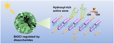 Graphical abstract: BiOCl with a favorable surface state regulated by polyhydroxylated disaccharides for dramatically accelerated photodegradation capacity