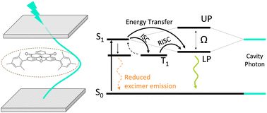 Graphical abstract: Multi-resonance TADF in optical cavities: suppressing excimer emission through efficient energy transfer to the lower polariton states
