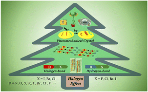Graphical abstract: Halogen effect in photomechanical molecular crystals