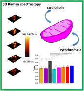 Graphical abstract: The role of cardiolipin and cytochrome c in mitochondrial metabolism of cancer cells determined by Raman imaging: in vitro study on the brain glioblastoma U-87 MG cell line