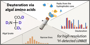Graphical abstract: Protein deuteration via algal amino acids to circumvent proton back-exchange for 1H-detected solid-state NMR