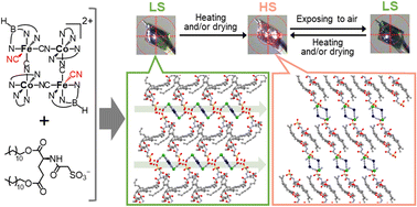 Graphical abstract: Reversible structural change of [Co2Fe2] complexes between diamagnetic hydrogen-bonded 1D chains and paramagnetic complexes within a layered structure of amphiphilic anions