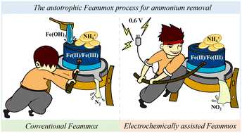 Graphical abstract: Bioelectrochemically enhanced autotrophic Feammox for ammonium removal via the Fe(ii)/Fe(iii) cycle