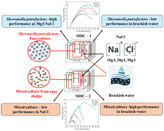Graphical abstract: Harnessing exoelectrogens in a novel microbial desalination cell: a study on the impact of salinity on sago effluent treatment and power generation