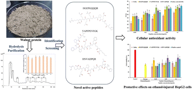 Graphical abstract: The antioxidant peptides from walnut protein hydrolysates and their protective activity against alcoholic injury