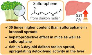 Graphical abstract: Comparative analysis of isothiocyanates in eight cruciferous vegetables and evaluation of the hepatoprotective effects of 4-(methylsulfinyl)-3-butenyl isothiocyanate (sulforaphene) from daikon radish (Raphanus sativus L.) sprouts
