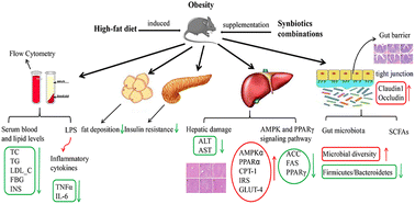 Graphical abstract: Effect of l-arabinose and lactulose combined with Lactobacillus plantarum on obesity induced by a high-fat diet in mice