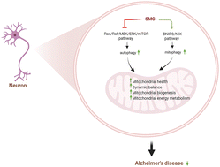 Graphical abstract: Se-methylselenocysteine ameliorates mitochondrial function by targeting both mitophagy and autophagy in the mouse model of Alzheimer's disease