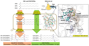 Graphical abstract: Biotransformation of C20- and C22-polyunsaturated fatty acids and fish oil hydrolyzates to R,R-dihydroxy fatty acids as lipid mediators using double-oxygenating 15R-lipoxygenase
