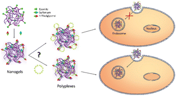 Graphical abstract: Post-polymerization functionalized sulfonium nanogels for gene delivery