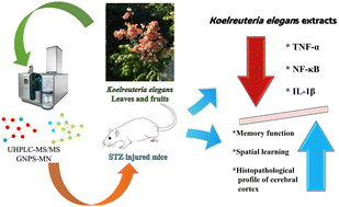 Graphical abstract: Unveiling the functional components and anti-Alzheimer's activity of Koelreuteria elegans (Seem.) A.C. Sm. using UHPLC-MS/MS and molecular networking