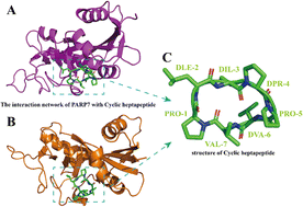 Graphical abstract: Unraveling the inhibitory potential of Rosetta designed de novo cyclic peptides on PARP7 through molecular dynamics simulations