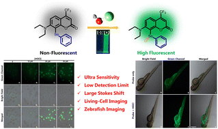 Graphical abstract: A selenide-based coumarin fluorescent probe for fluorescence imaging of hypochlorous acid in cells and zebrafish