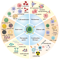 Graphical abstract: Cell membrane coated nanoparticles as a biomimetic drug delivery platform for enhancing cancer immunotherapy