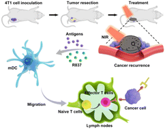 Graphical abstract: A photo-responsive self-healing hydrogel loaded with immunoadjuvants and MoS2 nanosheets for combating post-resection breast cancer recurrence