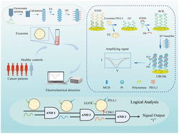 Graphical abstract: Coaxial dual-path electrochemical biosensing and logic strategy-based detection of lung cancer-derived exosomal PD-L1