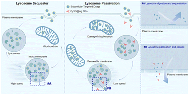 Graphical abstract: Lysosome passivation triggered by silver nanoparticles enhances subcellular-targeted drug therapy